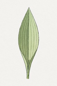 Vintage lily of the valley leaf design element