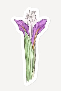 Vintage iris flower sticker with white border design resource