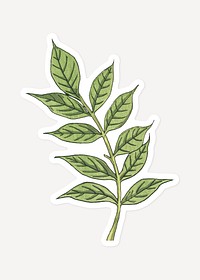 Vintage wisteria leaf design element