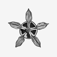 Vintage black and white columbine flower design element