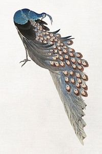 Peacock clipart from Ohara Koson's Two peacocks on tree branch vintage illustration psd, remastered by rawpixel