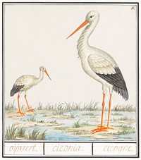 The Stork, Ciconia ciconia (1596&ndash;1610) by <a href="https://www.rawpixel.com/search/Anselmus%20Bo%C3%ABtius%20de%20Boodt?sort=curated&amp;page=1">Anselmus Bo&euml;tius de Boodt</a>. Original from the Rijksmuseum. Digitally enhanced by rawpixel.