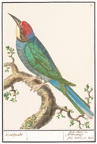 The European bee-eater, Merops apiaster (1596&ndash;1610) by <a href="https://www.rawpixel.com/search/Anselmus%20Bo%C3%ABtius%20de%20Boodt?sort=curated&amp;page=1">Anselmus Bo&euml;tius de Boodt</a>. Original from the Rijksmuseum. Digitally enhanced by rawpixel.