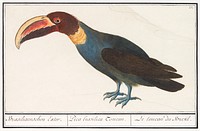 Toco Toucan (Ramphastos toco), 1596&ndash;1610 by <a href="https://www.rawpixel.com/search/Anselmus%20Bo%C3%ABtius%20de%20Boodt?sort=curated&amp;page=1">Anselmus Bo&euml;tius de Boodt</a>. Original from the Rijksmuseum. Digitally enhanced by rawpixel.