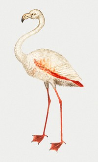 Vintage full length flamingo illustration