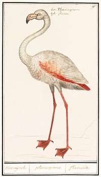 Common flamingo, Phoenicopterus roseus (1596&ndash;1610) by <a href="https://www.rawpixel.com/search/Anselmus%20Bo%C3%ABtius%20de%20Boodt?sort=curated&amp;page=1">Anselmus Bo&euml;tius de Boodt</a>. Original from the Rijksmuseum. Digitally enhanced by rawpixel.
