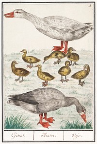 Farm goose or a house goose, Anser anser domesticus (1596&ndash;1610) by <a href="https://www.rawpixel.com/search/Anselmus%20Bo%C3%ABtius%20de%20Boodt?sort=curated&amp;page=1">Anselmus Bo&euml;tius de Boodt</a>. Original from the Rijksmuseum. Digitally enhanced by rawpixel.