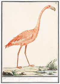 Common flamingo, Phoenicopterus roseus (1596&ndash;1610) by <a href="https://www.rawpixel.com/search/Anselmus%20Bo%C3%ABtius%20de%20Boodt?sort=curated&amp;page=1">Anselmus Bo&euml;tius de Boodt</a>. Original from the Rijksmuseum. Digitally enhanced by rawpixel.