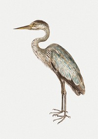 Vintage full length blue heron illustration