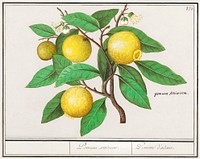 Lemon, Citrus limon (1596&ndash;1610) by <a href="https://www.rawpixel.com/search/Anselmus%20Bo%C3%ABtius%20de%20Boodt?sort=curated&amp;page=1">Anselmus Bo&euml;tius de Boodt</a>. Original from the Rijksmuseum. Digitally enhanced by rawpixel.