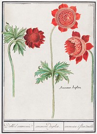 Peony and Anemone (1596&ndash;1610) by <a href="https://www.rawpixel.com/search/Anselmus%20Bo%C3%ABtius%20de%20Boodt?sort=curated&amp;page=1">Anselmus Bo&euml;tius de Boodt</a>. Original from the Rijksmuseum. Digitally enhanced by rawpixel.