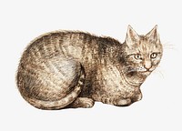 Vintage domestic cat illustration