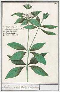 Silk plant, Asclepias syriaca (1596&ndash;1610) by Anselmus Bo&euml;tius de Boodt. Original from the Rijksmuseum. Digitally enhanced by rawpixel.