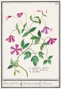 Clematis (1596&ndash;1610) by <a href="https://www.rawpixel.com/search/Anselmus%20Bo%C3%ABtius%20de%20Boodt?sort=curated&amp;page=1">Anselmus Bo&euml;tius de Boodt</a>. Original from the Rijksmuseum. Digitally enhanced by rawpixel.