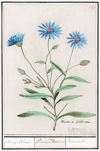 Blue straw flower, Catananche caurulea (1596&ndash;1610) by <a href="https://www.rawpixel.com/search/Anselmus%20Bo%C3%ABtius%20de%20Boodt?sort=curated&amp;page=1">Anselmus Bo&euml;tius de Boodt</a>. Original from the Rijksmuseum. Digitally enhanced by rawpixel.