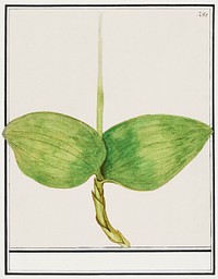 Unknown plant (1596&ndash;1610) by <a href="https://www.rawpixel.com/search/Anselmus%20Bo%C3%ABtius%20de%20Boodt?sort=curated&amp;page=1">Anselmus Bo&euml;tius de Boodt</a>. Original from the Rijksmuseum. Digitally enhanced by rawpixel.