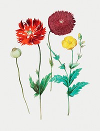 Vintage poppy flower illustration