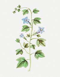 Vintage bell flower illustration