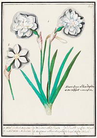 White daffodil, Narcissus (1596&ndash;1610) by <a href="https://www.rawpixel.com/search/Anselmus%20Bo%C3%ABtius%20de%20Boodt?sort=curated&amp;page=1">Anselmus Bo&euml;tius de Boodt</a>. Original from the Rijksmuseum. Digitally enhanced by rawpixel.
