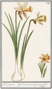 Wilde narcis, Narcissus pseudonarcissus (1596&ndash;1610) by <a href="https://www.rawpixel.com/search/Anselmus%20Bo%C3%ABtius%20de%20Boodt?sort=curated&amp;page=1">Anselmus Bo&euml;tius de Boodt</a>. Original from the Rijksmuseum. Digitally enhanced by rawpixel.