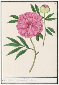 Peony, Paeonia (1596&ndash;1610) by <a href="https://www.rawpixel.com/search/Anselmus%20Bo%C3%ABtius%20de%20Boodt?sort=curated&amp;page=1">Anselmus Bo&euml;tius de Boodt</a>. Original from the Rijksmuseum. Digitally enhanced by rawpixel.
