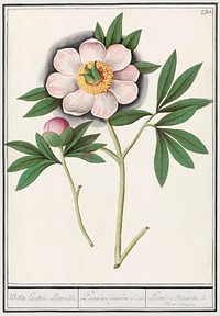 Peony, Paeonia (1596&ndash;1610) by <a href="https://www.rawpixel.com/search/Anselmus%20Bo%C3%ABtius%20de%20Boodt?sort=curated&amp;page=1">Anselmus Bo&euml;tius de Boodt</a>. Original from the Rijksmuseum. Digitally enhanced by rawpixel.