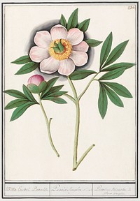 Peony, Paeonia (1596–1610) by Anselmus Boëtius de Boodt. Original from the Rijksmuseum. Digitally enhanced by rawpixel.