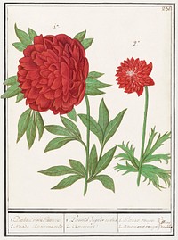 Peony, Paeonia and Anemone, Anemone (1596&ndash;1610) by <a href="https://www.rawpixel.com/search/Anselmus%20Bo%C3%ABtius%20de%20Boodt?sort=curated&amp;page=1">Anselmus Bo&euml;tius de Boodt</a>. Original from the Rijksmuseum. Digitally enhanced by rawpixel.