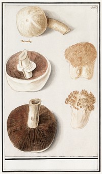 Common meadow mushroom, Agaricus campestris (1596&ndash;1610) by <a href="https://www.rawpixel.com/search/Anselmus%20Bo%C3%ABtius%20de%20Boodt?sort=curated&amp;page=1">Anselmus Bo&euml;tius de Boodt</a>. Original from the Rijksmuseum. Digitally enhanced by rawpixel.