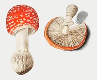 Vintage fly agaric mushroom illustration