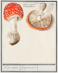 Fly agaric, Amanita muscaria (1596&ndash;1610) by <a href="https://www.rawpixel.com/search/Anselmus%20Bo%C3%ABtius%20de%20Boodt?sort=curated&amp;page=1">Anselmus Bo&euml;tius de Boodt</a>. Original from the Rijksmuseum. Digitally enhanced by rawpixel.