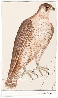 Saker Falcon (1596&ndash;1610) by <a href="https://www.rawpixel.com/search/Anselmus%20Bo%C3%ABtius%20de%20Boodt?sort=curated&amp;page=1">Anselmus Bo&euml;tius de Boodt</a>. Original from the Rijksmuseum. Digitally enhanced by rawpixel.