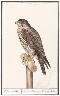 Peregrine Falcon (1596&ndash;1610) by <a href="https://www.rawpixel.com/search/Anselmus%20Bo%C3%ABtius%20de%20Boodt?sort=curated&amp;page=1">Anselmus Bo&euml;tius de Boodt</a>. Original from the Rijksmuseum. Digitally enhanced by rawpixel.