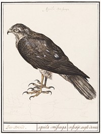 Eurasian Sparrowhawk (1596&ndash;1610) by <a href="https://www.rawpixel.com/search/Anselmus%20Bo%C3%ABtius%20de%20Boodt?sort=curated&amp;page=1">Anselmus Bo&euml;tius de Boodt</a>. Original from the Rijksmuseum. Digitally enhanced by rawpixel.