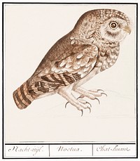 Little owl (1596&ndash;1610) by <a href="https://www.rawpixel.com/search/Anselmus%20Bo%C3%ABtius%20de%20Boodt?sort=curated&amp;page=1">Anselmus Bo&euml;tius de Boodt</a>. Original from the Rijksmuseum. Digitally enhanced by rawpixel.