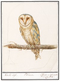Barn Owl, Tyto alba (1596&ndash;1610) by <a href="https://www.rawpixel.com/search/Anselmus%20Bo%C3%ABtius%20de%20Boodt?sort=curated&amp;page=1">Anselmus Bo&euml;tius de Boodt</a>. Original from the Rijksmuseum. Digitally enhanced by rawpixel.