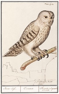 Tawny owl (1596&ndash;1610) by <a href="https://www.rawpixel.com/search/Anselmus%20Bo%C3%ABtius%20de%20Boodt?sort=curated&amp;page=1">Anselmus Bo&euml;tius de Boodt</a>. Original from the Rijksmuseum. Digitally enhanced by rawpixel.