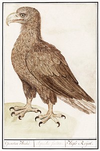 White-tailed eagle (1596&ndash;1610) by <a href="https://www.rawpixel.com/search/Anselmus%20Bo%C3%ABtius%20de%20Boodt?sort=curated&amp;page=1">Anselmus Bo&euml;tius de Boodt</a>. Original from the Rijksmuseum. Digitally enhanced by rawpixel.