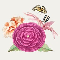 Vintage alcae flower illustration
