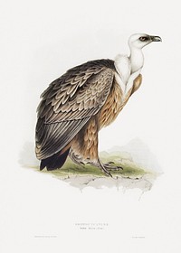 Griffon Vulture (1850) print in high resolution by John Gould. The Detroit Institute of Arts. Digitally enhanced by rawpixel.