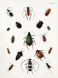 Colored beetles, landscape, study folder for book Concealing Coloration in the Animal Kingdom various media and collage print in high resolution by Abbott Handerson Thayer (1849&ndash;1921). Original from the Smithsonian Institution. Digitally enhanced by rawpixel.