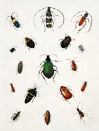 Colored beetles, landscape, study folder for book Concealing Coloration in the Animal Kingdom various media and collage print in high resolution by Abbott Handerson Thayer (1849–1921). Original from the Smithsonian Institution. Digitally enhanced by rawpixel.