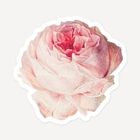 Blooming pink rose flower sticker with white border design element