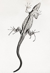 Lizard by <a href="https://www.rawpixel.com/search/Julie%20de%20Graag?sort=curated&amp;page=1">Julie de Graag</a> (1877-1924). Original from The Rijksmuseum. Digitally enhanced by rawpixel.