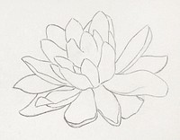 Flower, possibly a water lily (1894) by Julie de Graag (1877-1924). Original from The Rijksmuseum. Digitally enhanced by rawpixel.