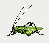 Vintage Illustration of Grasshopper.