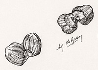 Four chestnuts by <a href="https://www.rawpixel.com/search/Julie%20de%20Graag?sort=curated&amp;page=1">Julie de Graag</a> (1877-1924). Original from The Rijksmuseum. Digitally enhanced by rawpixel.