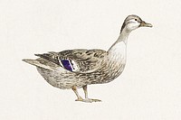 Hand drawn watercolor duck design element