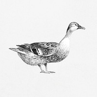 Waterfowl from Studieblad met planten en watervogels (study sheet with plants and waterfowl) by <a href="https://www.rawpixel.com/search/Joseph%20August%20Knip?sort=curated&amp;page=1">Joseph August Knip</a> (1777&ndash;1847). Original from The Rijksmuseum. Digitally enhanced by rawpixel.​​​​​