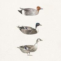 Hand drawn watercolor duck collection design elements